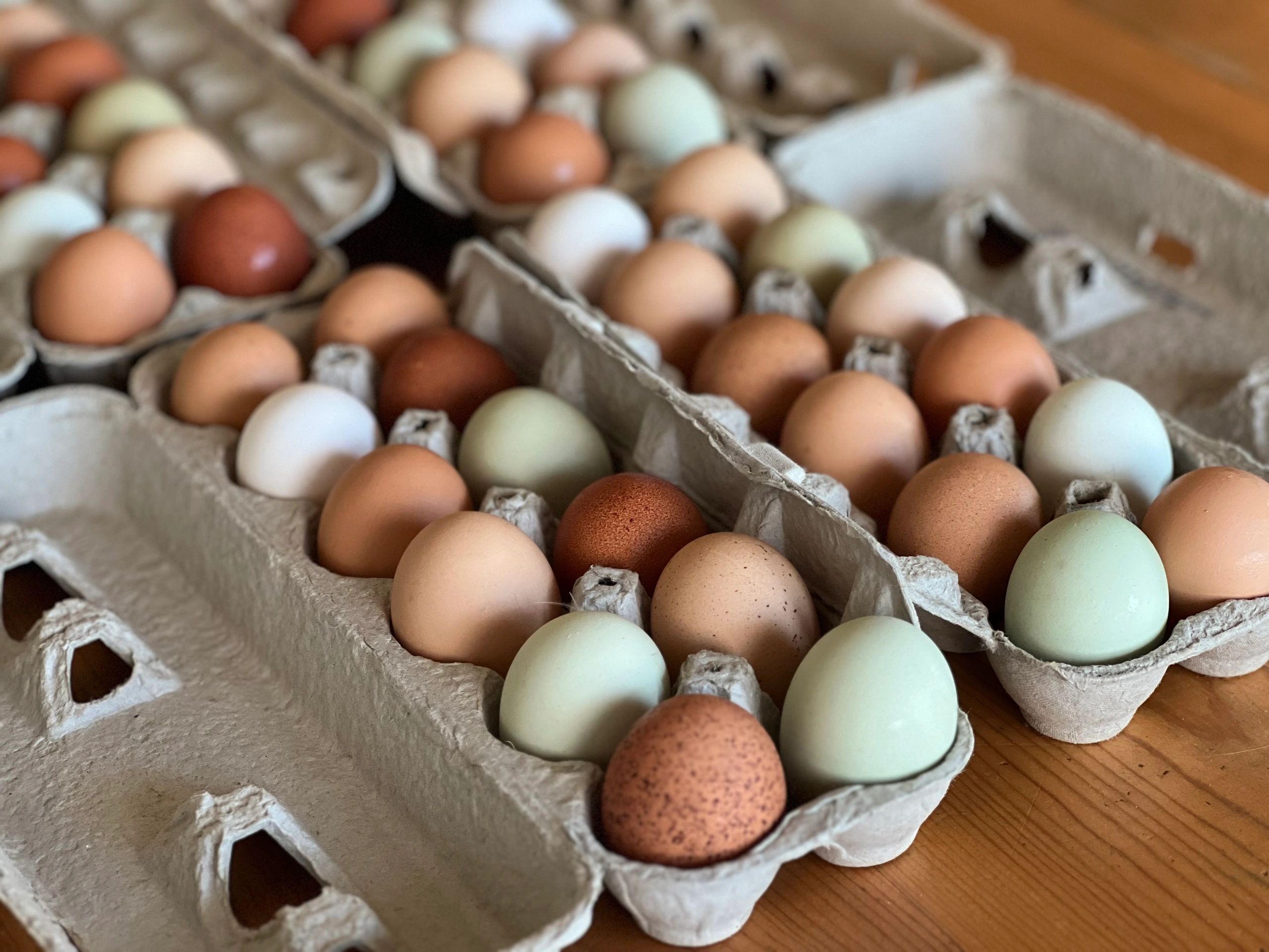 closeup shot of egg trays on a table