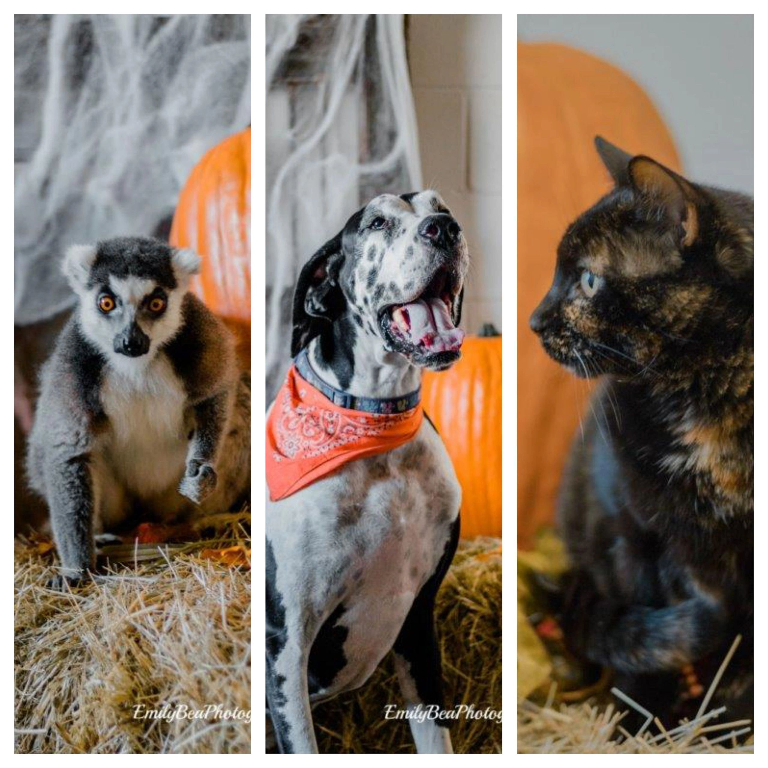 Veterinary Hospital of New Waverly Home