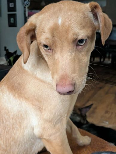 Close-up of a light brown dog with soulful eyes sitting indoors.