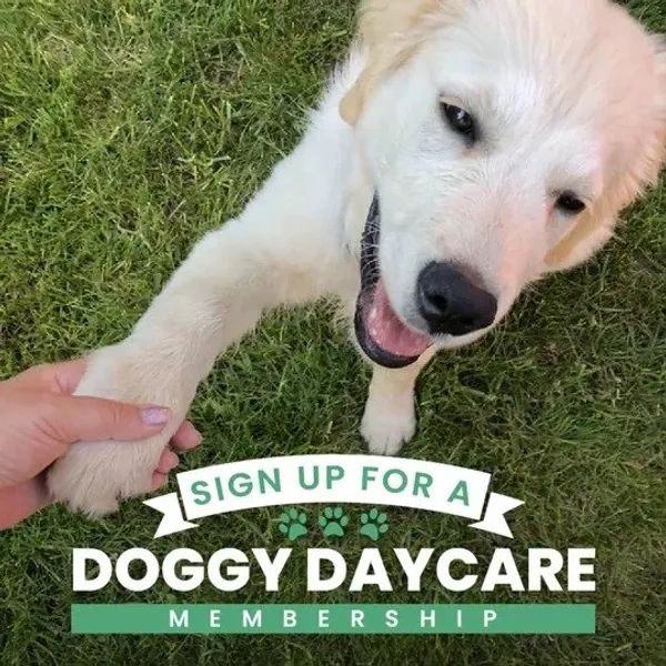 Sign up for a Doggy Daycare membership banner
