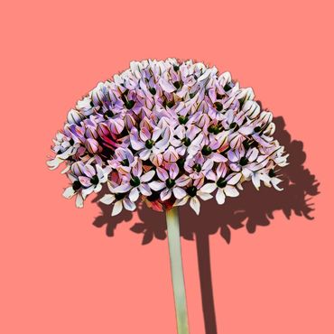 Cluster of small purple flowers against a pink background.
