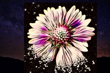A vibrant flower with a starry night background.