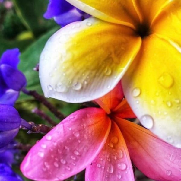 Plumeria
