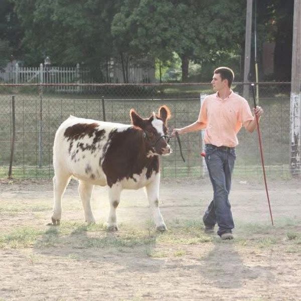 Man leading a cow with a stick outdoors.