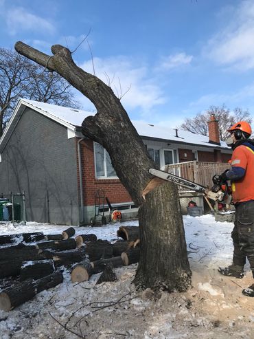 Tree removal job in Mississauga.