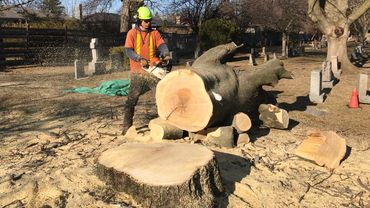 Big tree removal job in Mississauga 