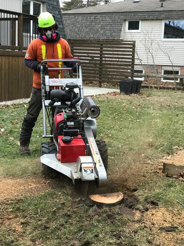 Stump grinding on a tree removal job in Oakville.