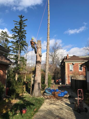 Dead tree removal Job in Georgetown Ontario 