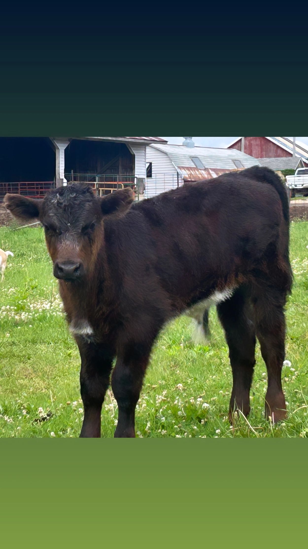 A black calf standing on green grass near farm buildings.