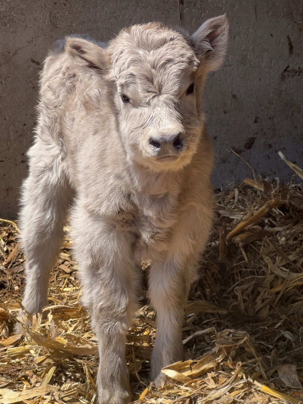 Fluffy light beige calf standing on straw bedding indoors.