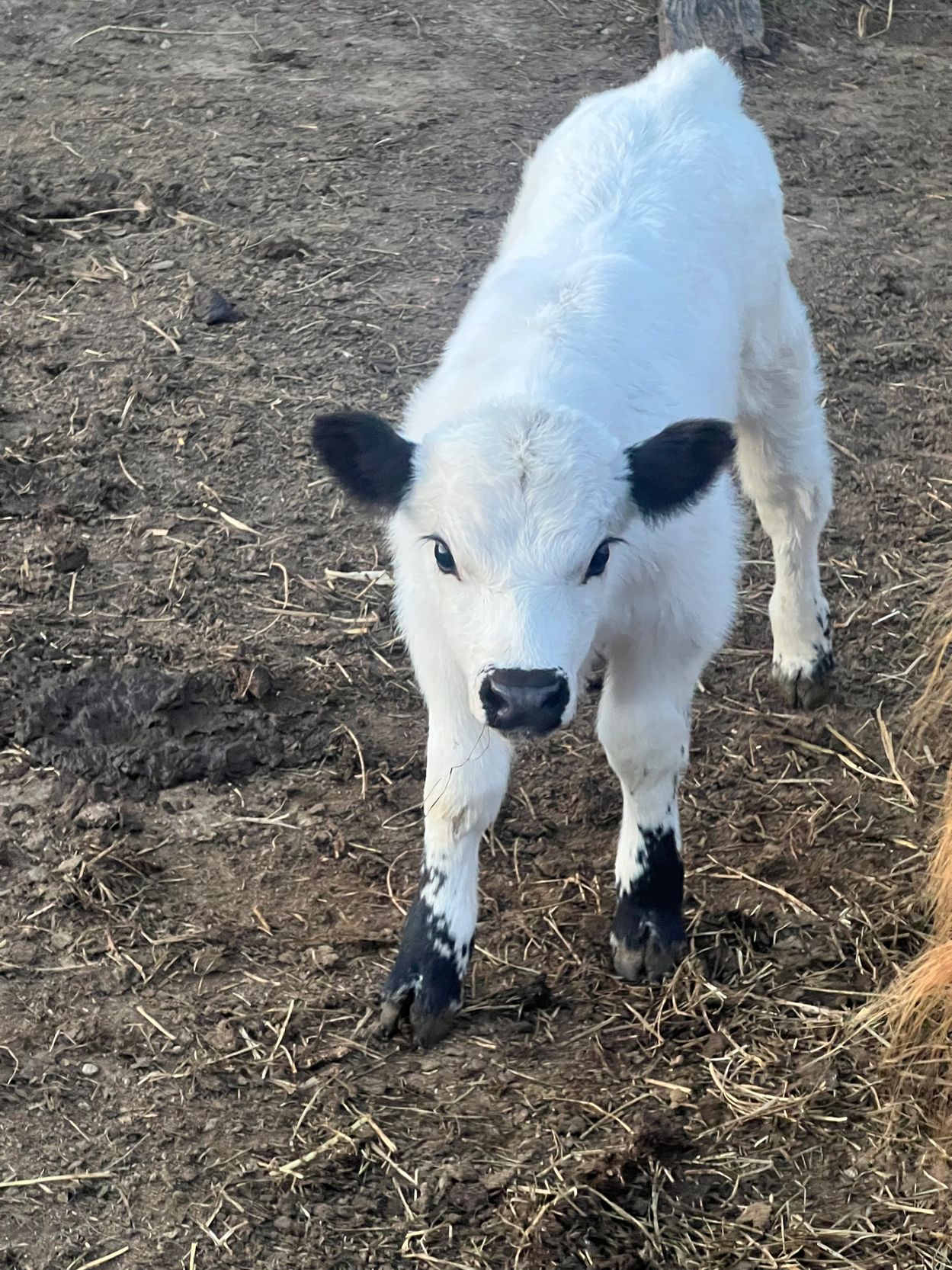 A young white calf with black ears and legs stands on dirt ground.