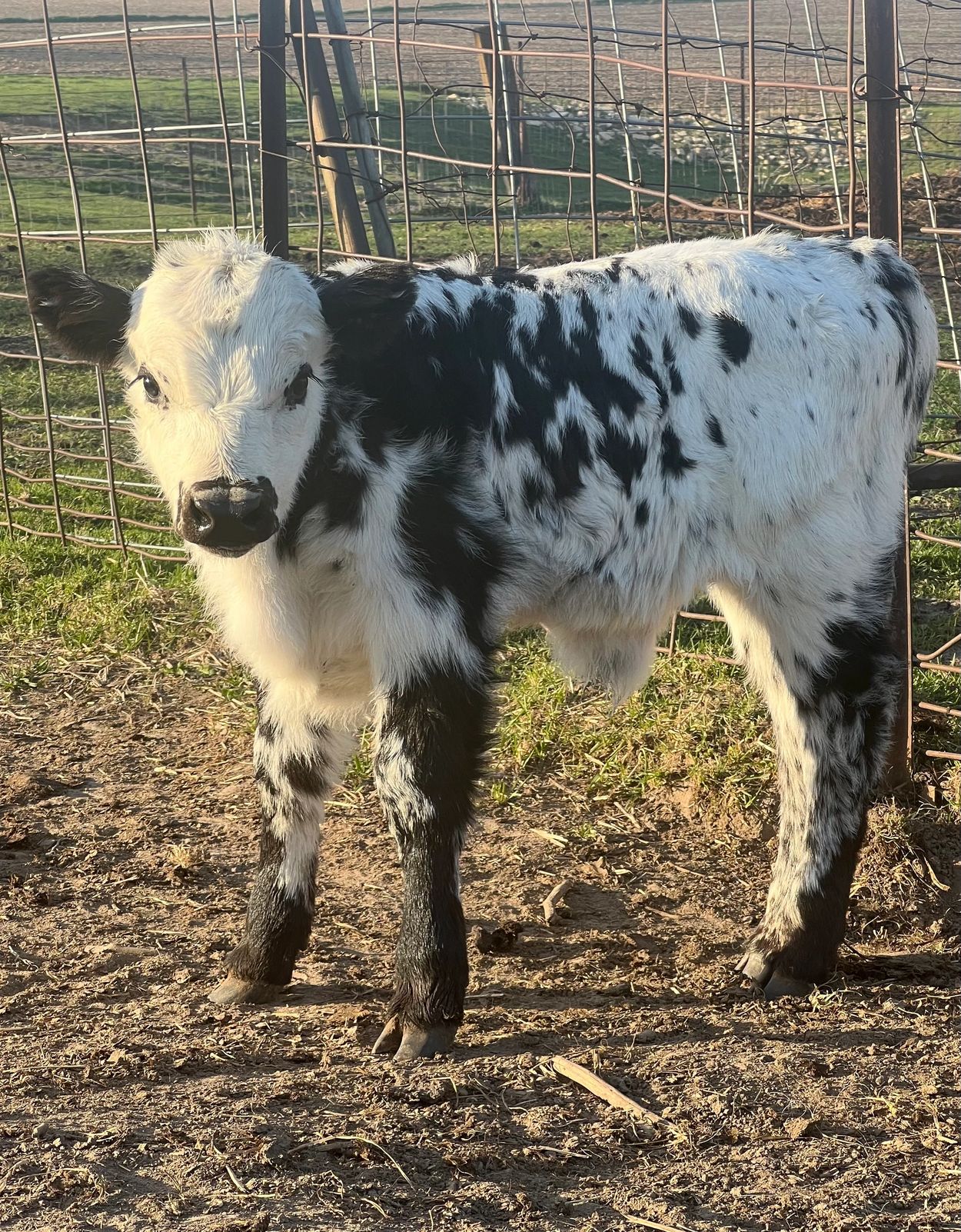 A black and white spotted calf standing near a wire fence in a sunny field.