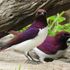 violet backed starling
