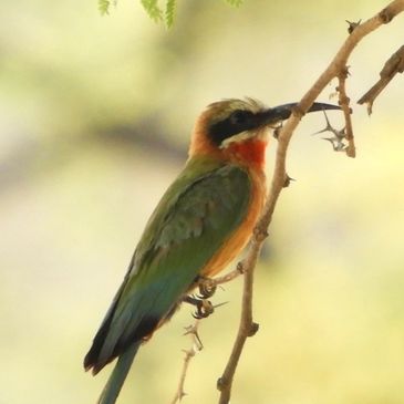 White fronted bee eater