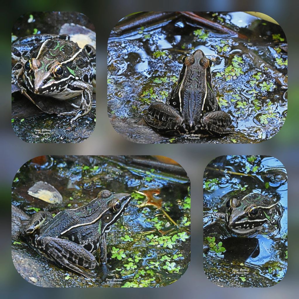 Photos by Jorge Gojman