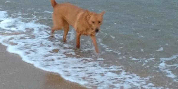 Dog enoying beach front house