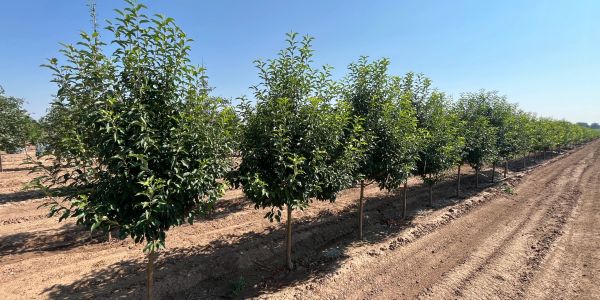 Row of young trees planted in a field under a clear blue sky.