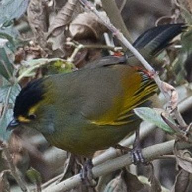 Bugun Liochichla, the endemic bird found in Northeast India
