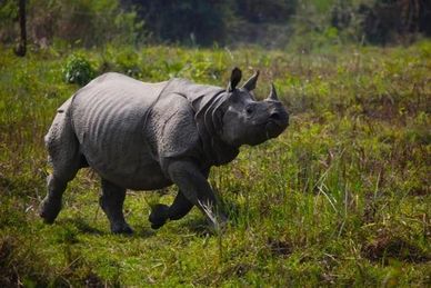 Rhino in the World Heritage Site Kaziranga National Park in Assam, India