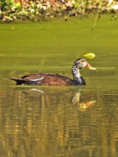 White Winged Wood Duck, endangered species found in Assam