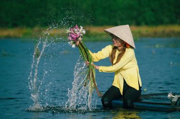 Water lily flower in Mekong delta