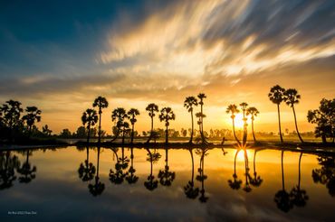 Palm tree in Mekong delta
