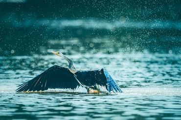 Bird photography in Mekong delta