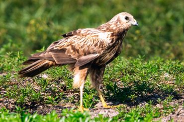 Bird photography in Mekong delta
