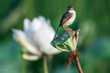 Bird photography in Mekong delta