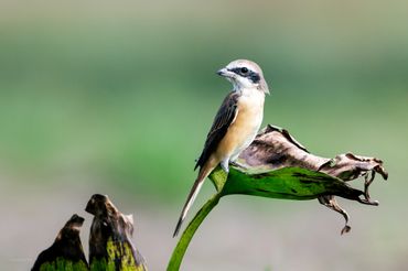 Bird photography in Mekong delta