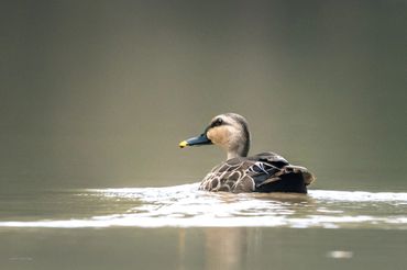 Bird photography in Mekong delta