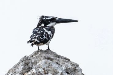 Bird photography in Mekong delta