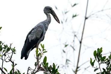 Bird photography in Mekong delta