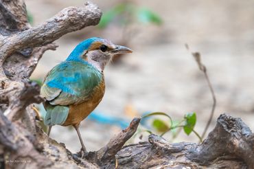 Bird photo tour to Dong Nai