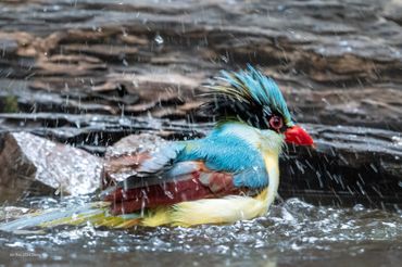 Bird photo tour to Dong Nai