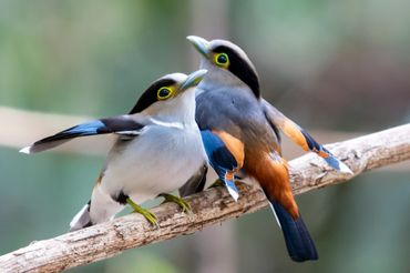 Bird photo tour to Dong Nai
