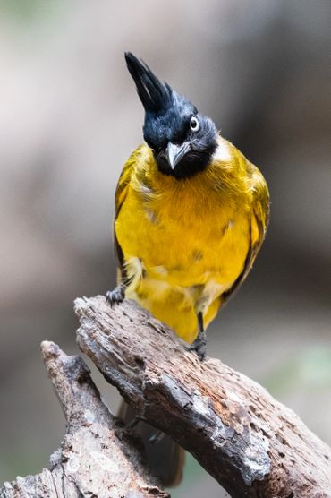 Bird photo tour to Dong Nai