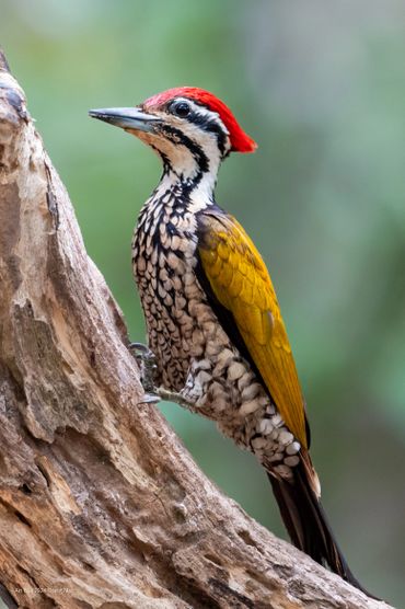 Bird photo tour to Dong Nai