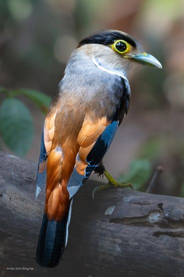 Bird photo tour to Dong Nai