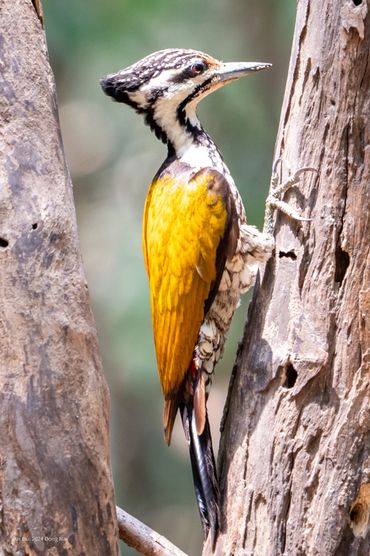 Bird photo tour to Dong Nai