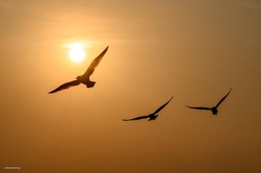 Birds in Mekong delta