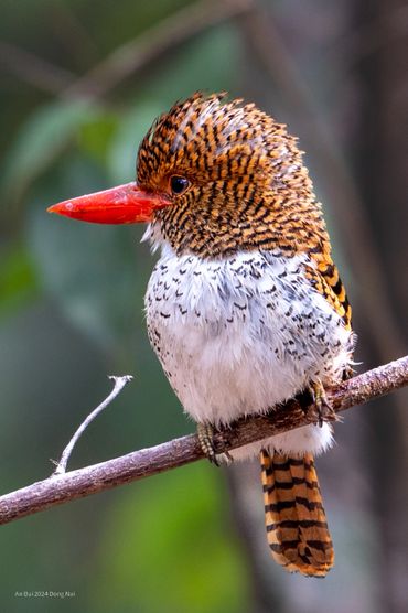 Bird photo tour to Dong Nai