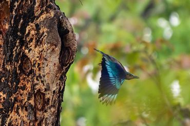 Birds in Yok Don National Park 2025