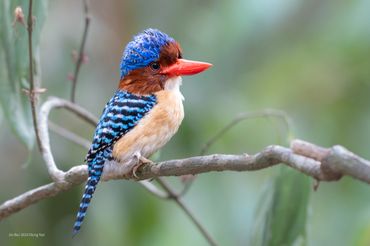 Bird photo tour to Dong Nai