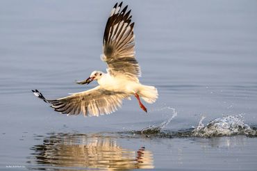 Tram Chim in Mekong delta