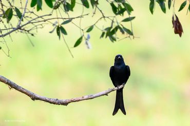 Birds in Mekong delta
