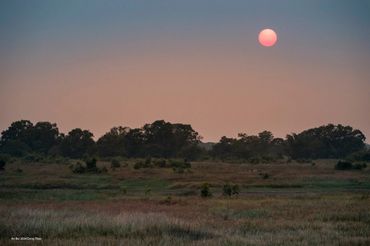 Birds in Mekong delta