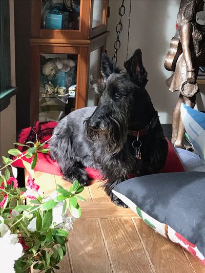 That majestic,Scottie look