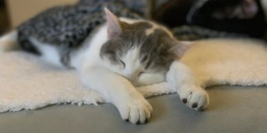 Cat Adoption at Feral Care