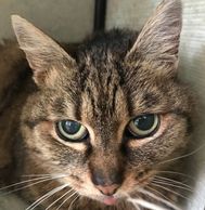 Mau's Adoption Story coming soon....